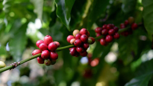 The Benefits of Robusta Coffee: Why This Bold Bean Deserves Your Attention - Phin Coffee