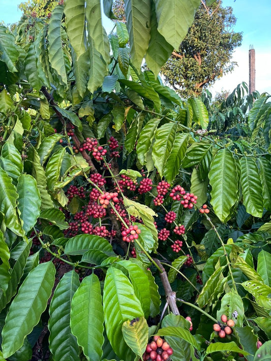 Ethical Sourcing & Roasting: The Phin Coffee Difference - Phin Coffee