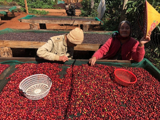 The Brew of Change: How Environmental Shifts Are Reshaping Coffee Farming, Vietnamese Coffee, and Vietnam Robusta - Phin Coffee