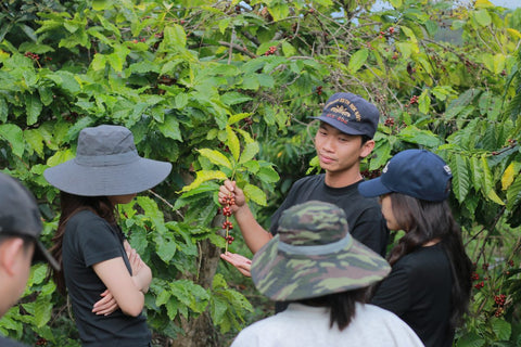 Oh! So Peachy Fine Robusta *New Release Coffee Profile